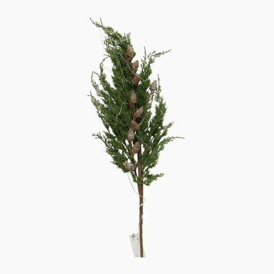 Cedar pinecone tree with green leaves and brown branches 