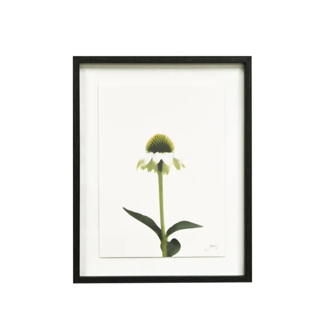 A framed botanical art print of a single coneflower with a green seed head, white petals, and green leaves on a white mat background, enclosed in a black frame.