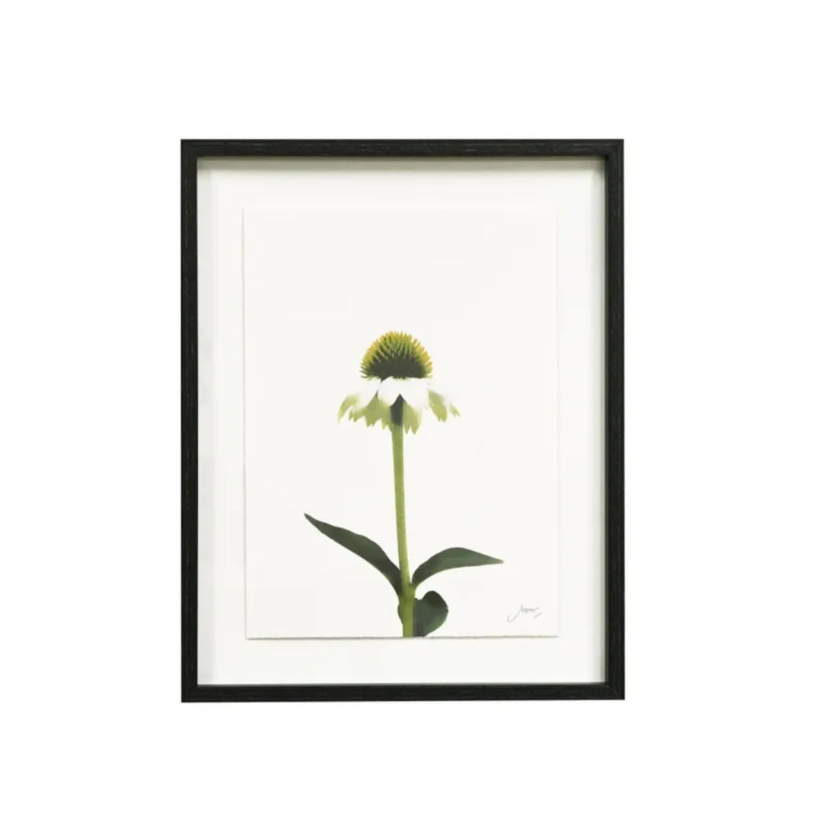 A framed botanical art print of a single coneflower with a green seed head, white petals, and green leaves on a white mat background, enclosed in a black frame.
