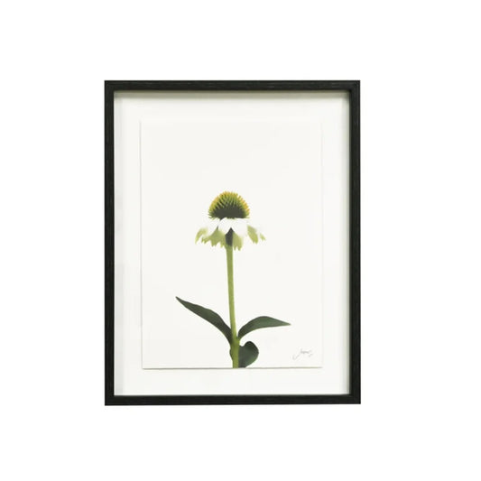 A framed botanical art print of a single coneflower with a green seed head, white petals, and green leaves on a white mat background, enclosed in a black frame.