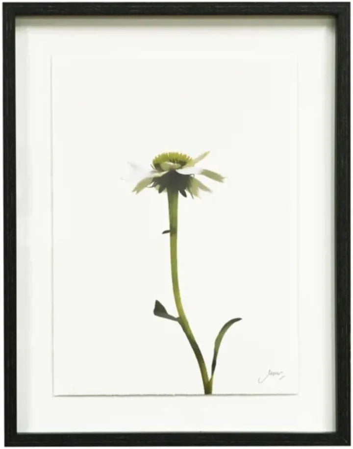 Daisy print framed 