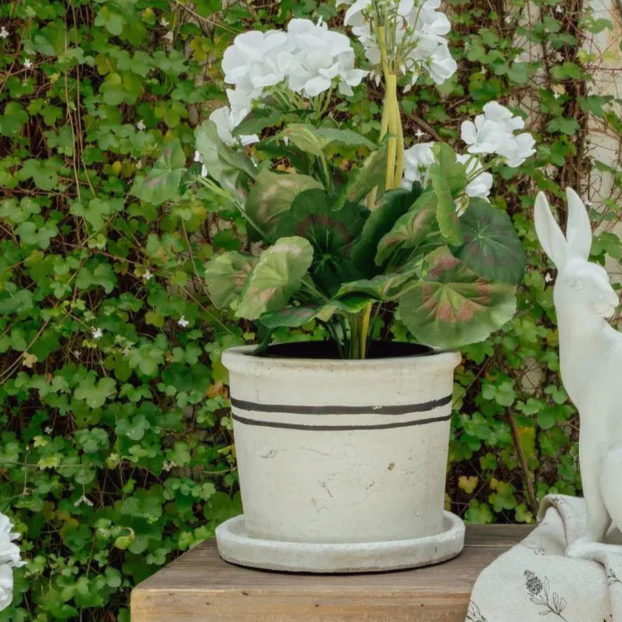 Potted plant with white flowers and green leaves on a wooden surface 