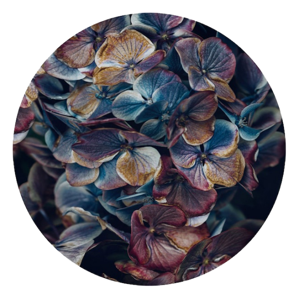 Marina de Wit Decal 50cm Hydrangea Petals