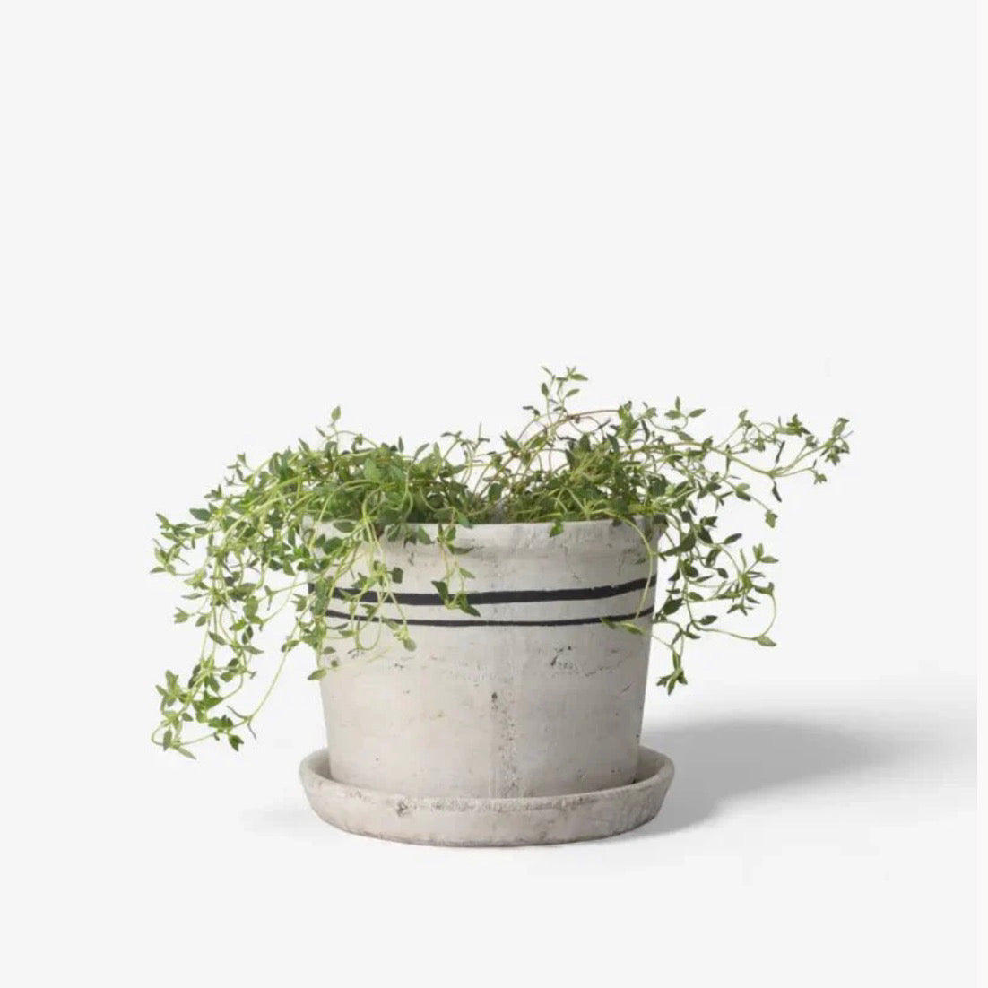 FCO Lisbon Herb Pot Small