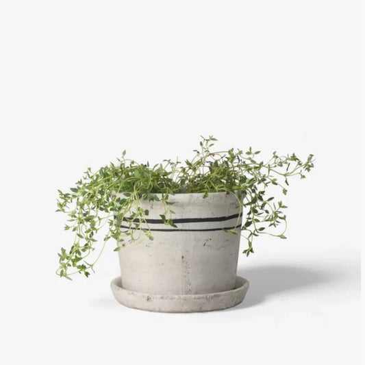 Lisbon Herb Pot Small by French Country Collections
