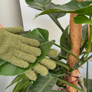 Green gloves on a leaf with a plant in the background