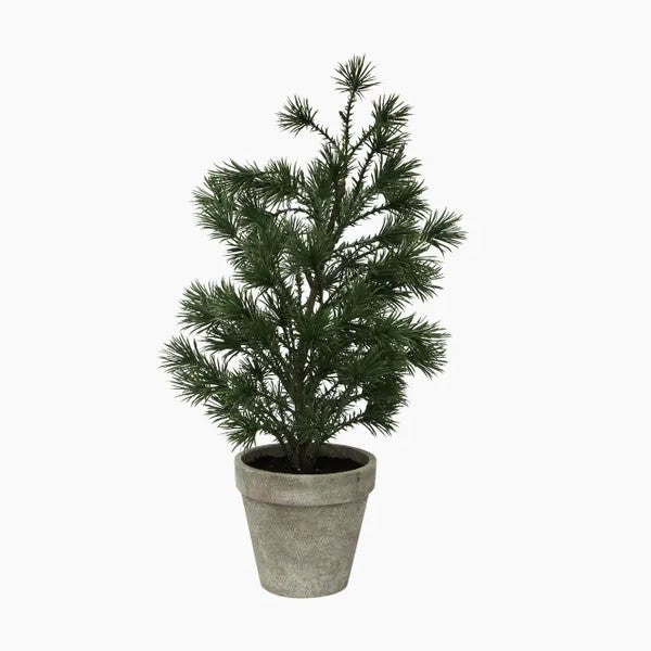 Potted pine plant 
